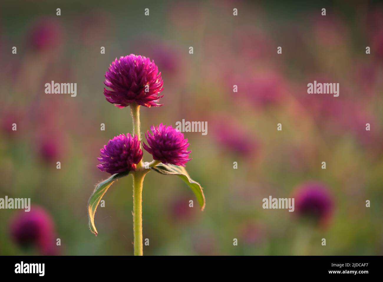 Globe Amaranth, (Gomphrena globosa), tres flores en foco selectivo entre cientos de otras flores similares, muy tarde luz de la tarde. Photographe Foto de stock