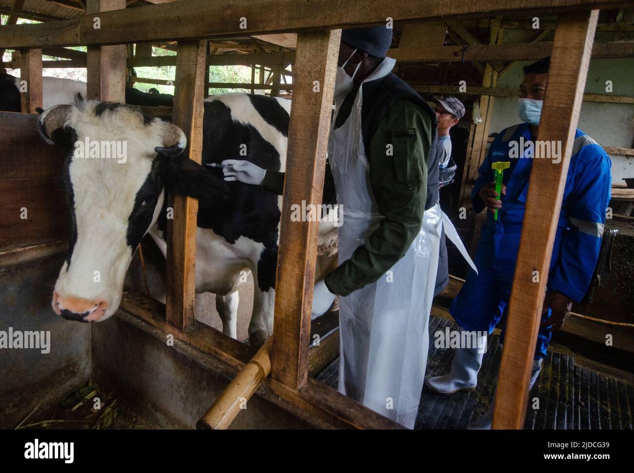 (220620) -- JAVA OCCIDENTAL, 20 de junio de 2022 (Xinhua) -- Un miembro del personal del Centro de Salud Animal da una dosis de vacuna a una vaca durante un programa nacional de vacunación de ganado contra la fiebre aftosa en la aldea de Cilembu, en el distrito de Sumedang, Java Occidental, Indonesia, 20 de junio de 2022. Indonesia ha lanzado una campaña de vacunación contra la reaparición de la mortal fiebre aftosa en el ganado de todo el país. La enfermedad vírica altamente contagiosa entre los animales de pezuña, incluidos el ganado bovino, ovino, porcino y caprino, se ha propagado a través de 181 municipios después de que se encontrara inicialmente en t Foto de stock