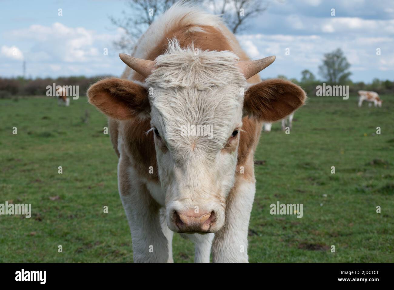 Primer plano cabeza de vaca con cuernos pequeños, parte del cuerpo de animales domésticos con nariz húmeda al aire libre, pelo naranja y blanco Foto de stock