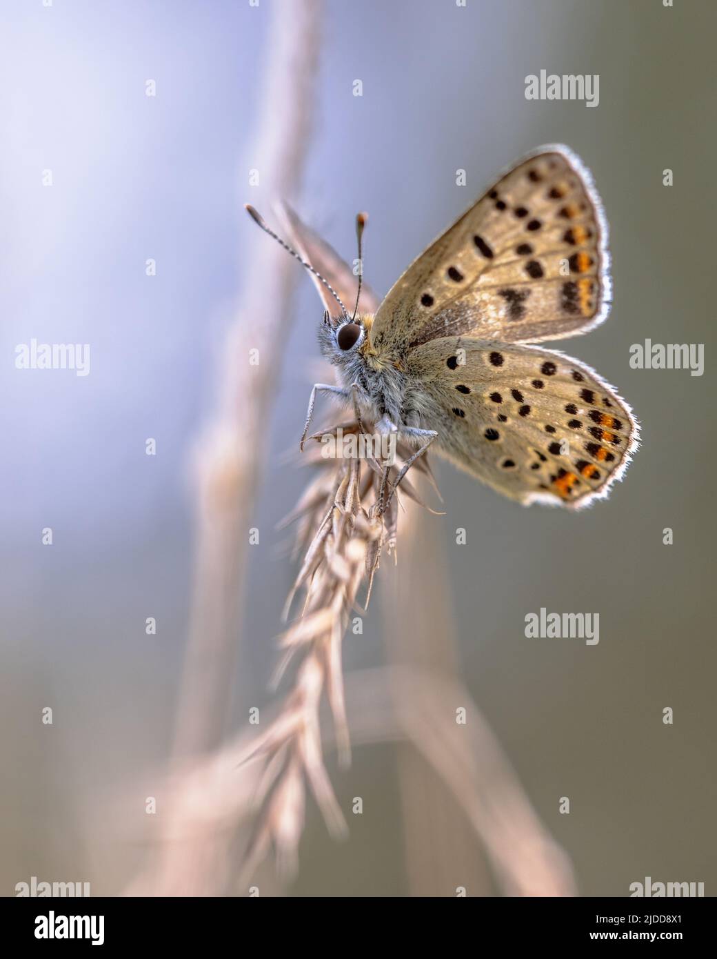 Cobre de Sooty de Mariposa Europea (Lycaena tityrus) con fondo borroso, descansando sobre hierba con hermoso bokeh. Mariposa en ambiente natural nat Foto de stock