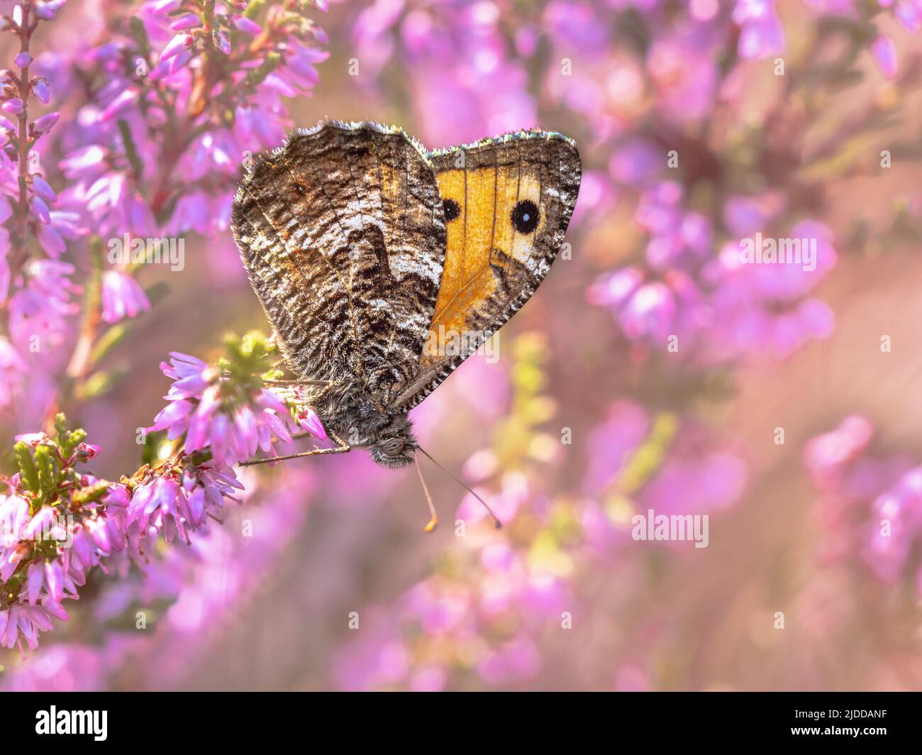 Las poblaciones de mariposas de grayling rupestre (Hipparchia semele) en los Países Bajos han disminuido drásticamente como resultado de la sequía, el cambio climático y el nitrógeno Foto de stock