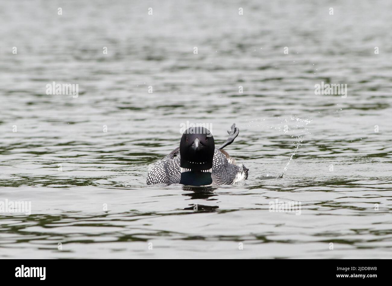 Un loon común lanza un chapoteo de agua mientras mira y nada hacia la cámara en Echo Lake en Acadia National Park, Maine, EE.UU Foto de stock