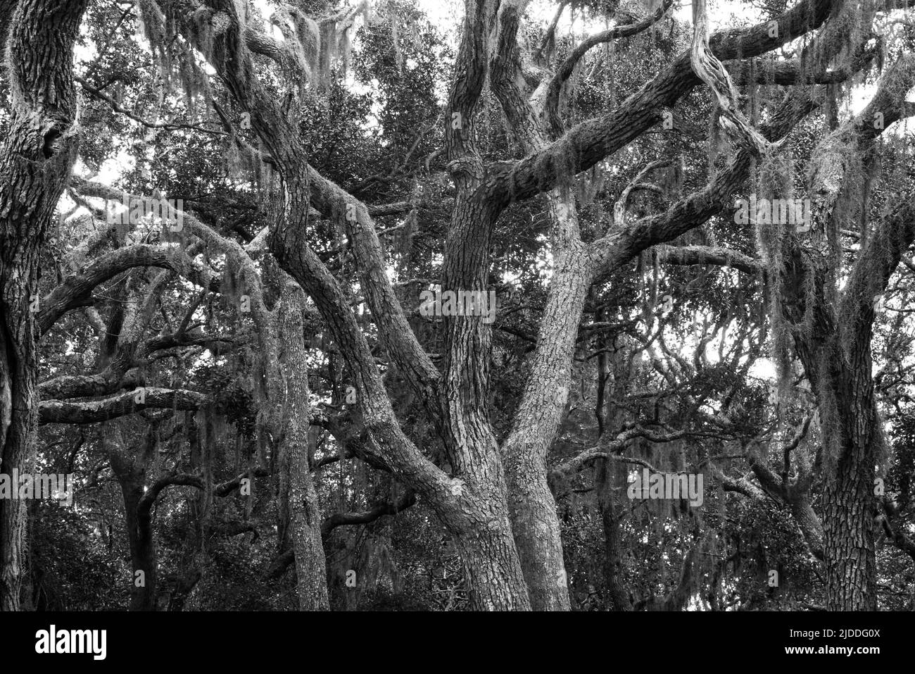 Una foto en blanco y negro de robles vivos con musgo español en Florida, Estados Unidos Foto de stock