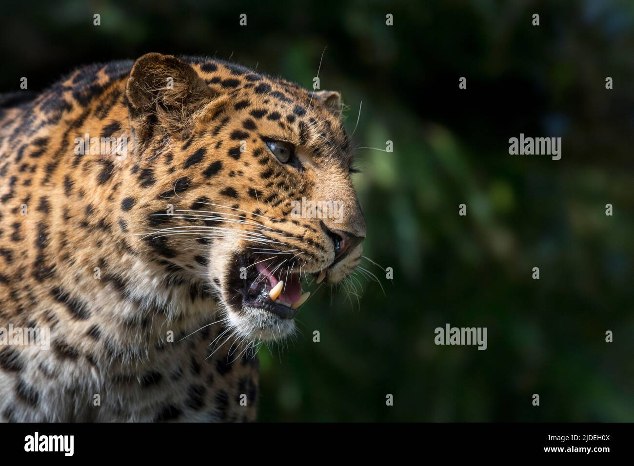 Amur leopardo (Panthera pardus orientalis) retrato de cerca que muestra caninos / colmillos, nativos del sureste de Rusia y el norte de China Foto de stock