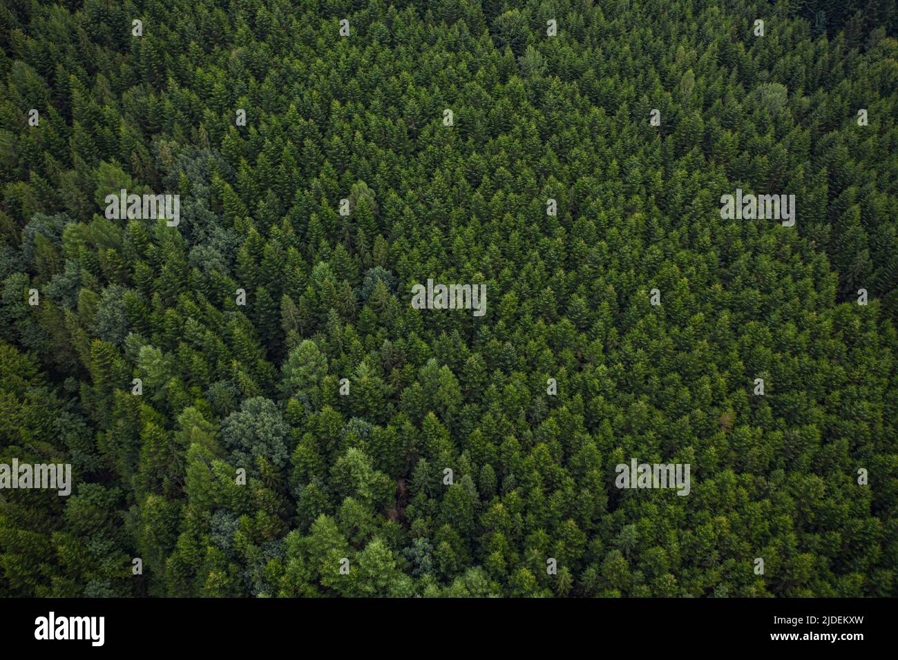 Parque Natural Nacional de Skole Beskids. Vista de cerca desde el drone en  el bosque, montaña. Fondo de pantalla, textura, fondo Fotografía de stock -  Alamy