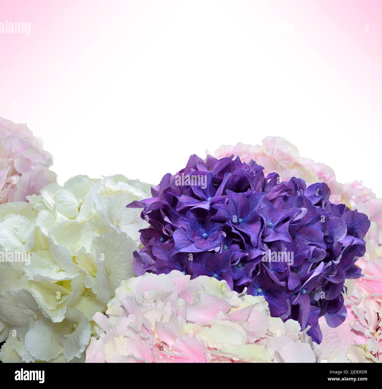 Encantador fondo floral festivo con flores de hortensia aisladas sobre blanco. Flores de hortensias blancas, rosadas claras y moradas cerca, espacio para texto Foto de stock