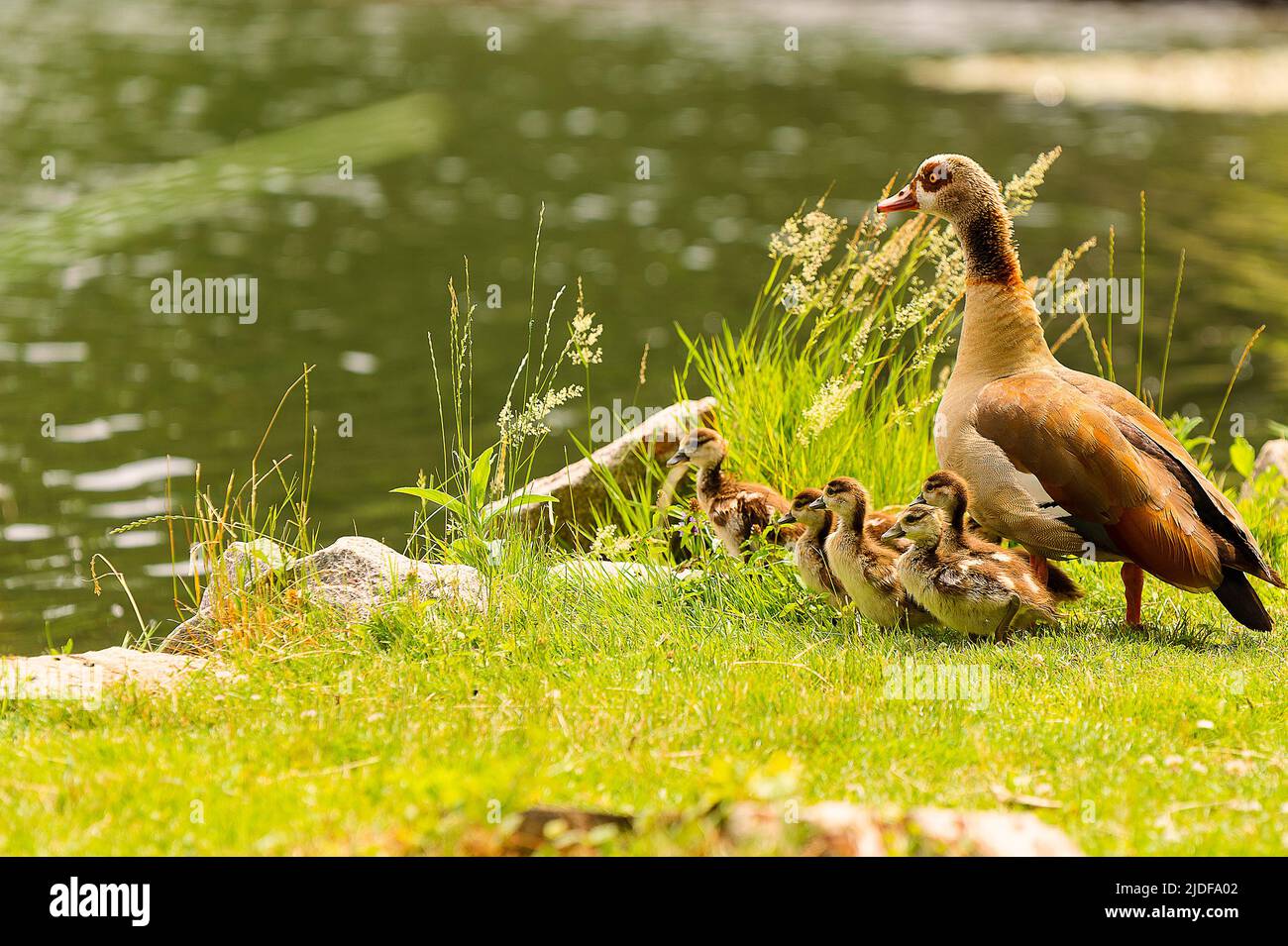 Enten Familie am Wasser Foto de stock