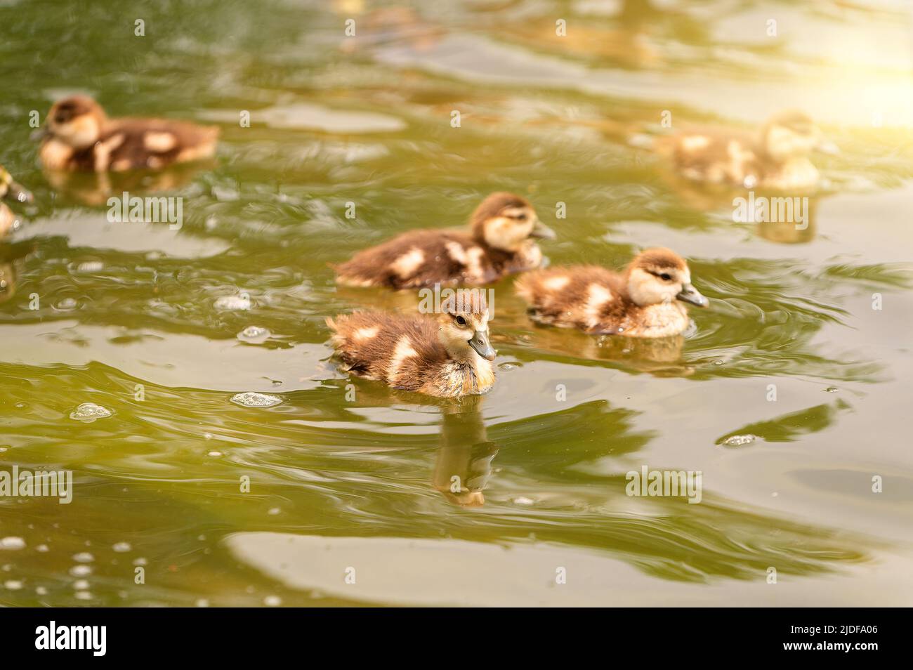 Enten Familie am Wasser Foto de stock