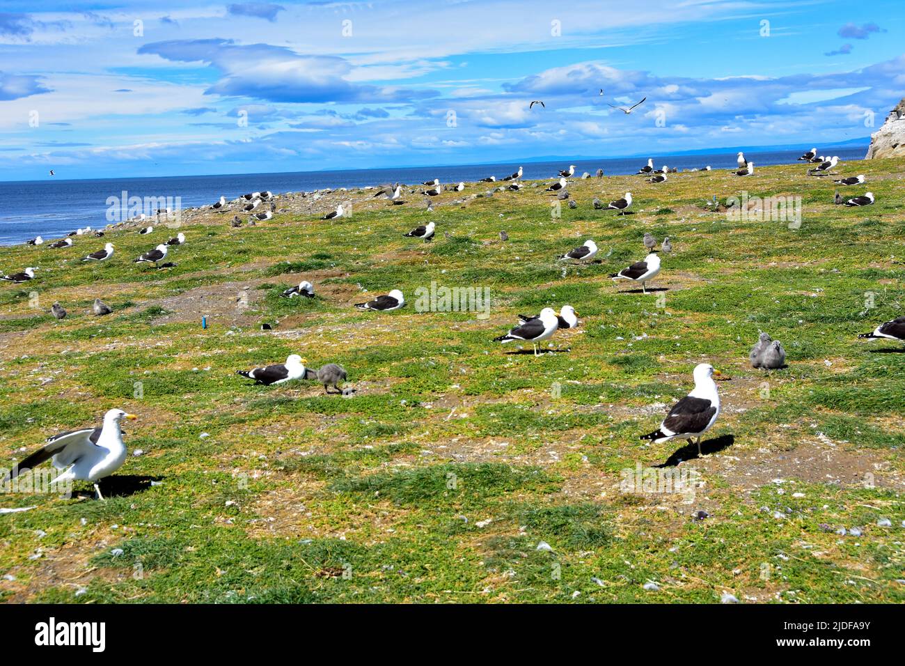 Rugookery de kelp Gull en la Isla Magdalena, Chile. Foto de stock