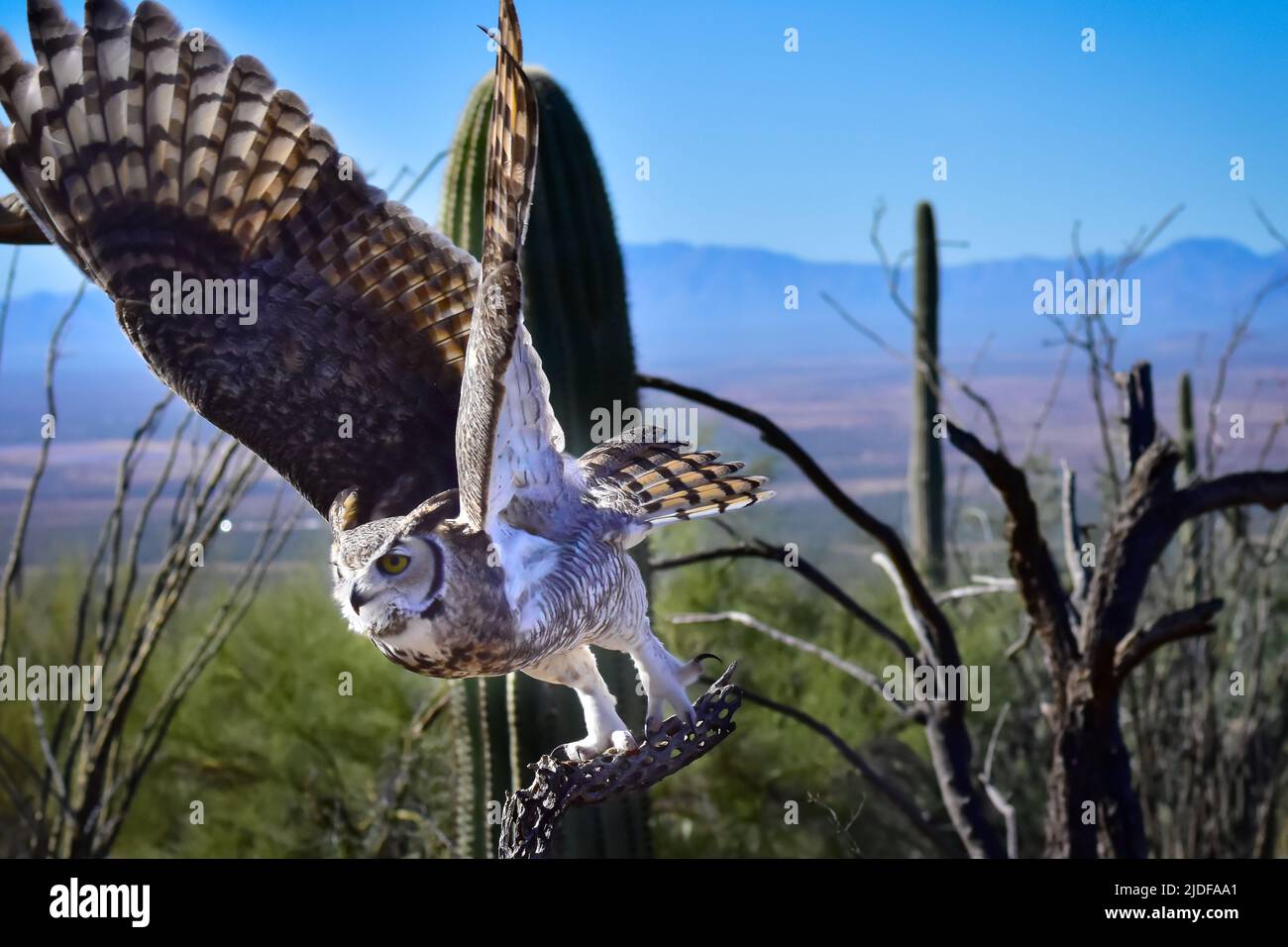 Una gran búho de cuernos lista para el despegue. Owl está situado en el Desierto de Sonora. Foto de stock