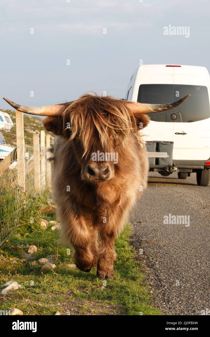 Ganado de las Tierras Altas - toro juvenil en la Isla de Lewis, Escocia Foto de stock