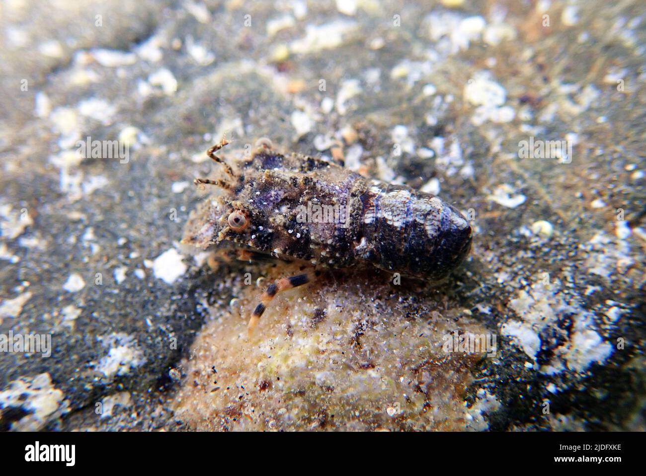 Langosta de zapatilla mediterránea - (Scyllarides latus) Foto de stock