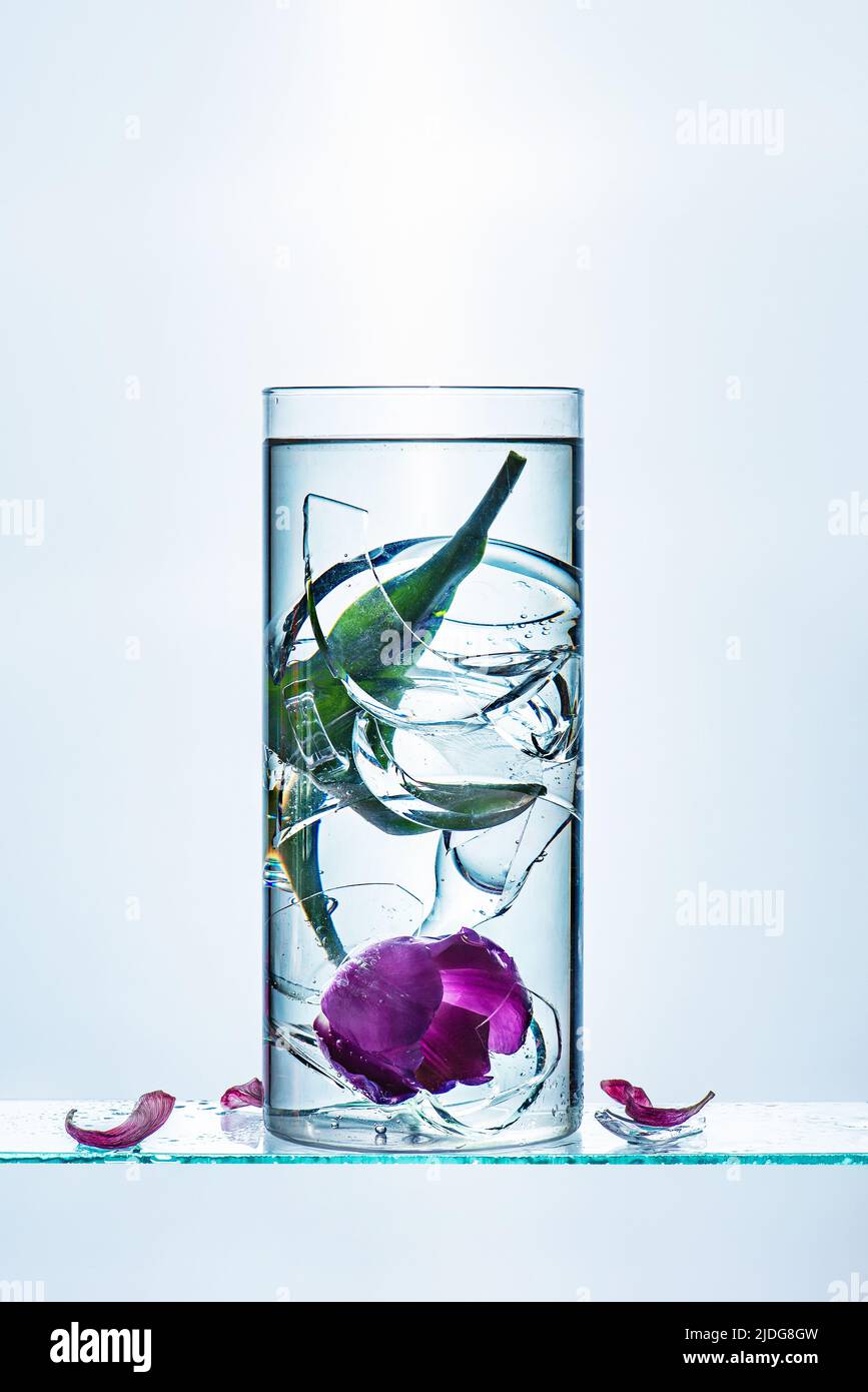 Concepto de ansiedad, tulipán roto en agua fría con fragmentos de vidrio Foto de stock