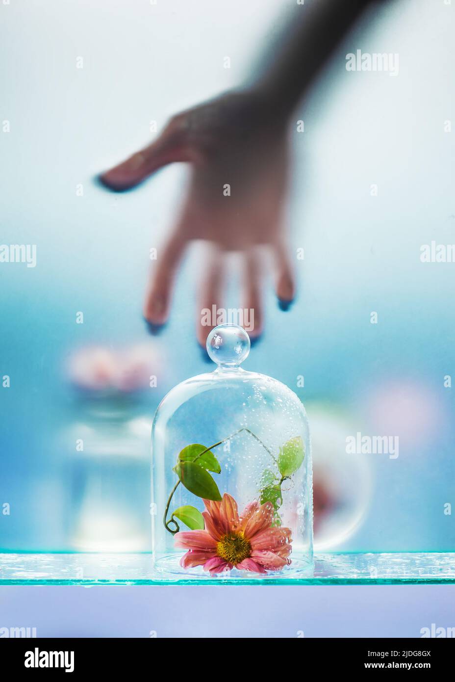 Flor bajo una cúpula de vidrio, alcanzando la mano, vidrio mate todavía vida Foto de stock