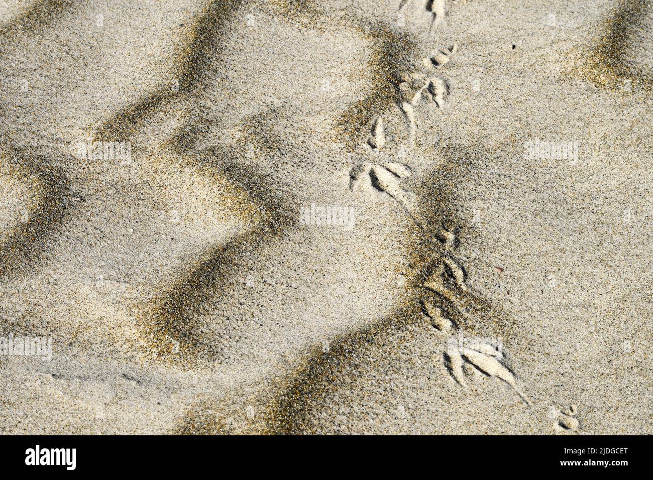 Pie de aves imprimir sobre arena. Foto de stock