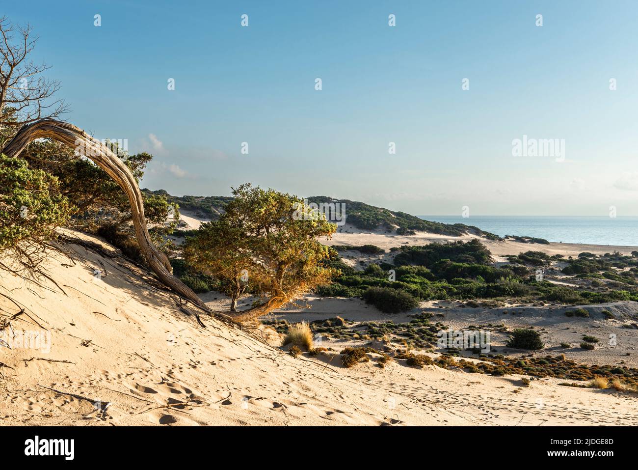 Enebro con ramas torcidas y torcidas en la arena de las dunas en la playa de Piscinas, Costa Verde en el cálido sol de la tarde, Cerdeña, Italia Foto de stock