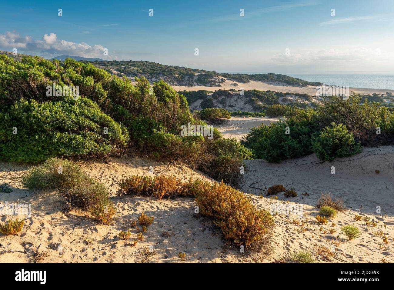 Vista sobre la reserva natural de dunas de arena en la playa de Piscinas en la costa del Mar Mediterráneo, Costa Verde en el cálido sol de la tarde, Cerdeña, Italia Foto de stock