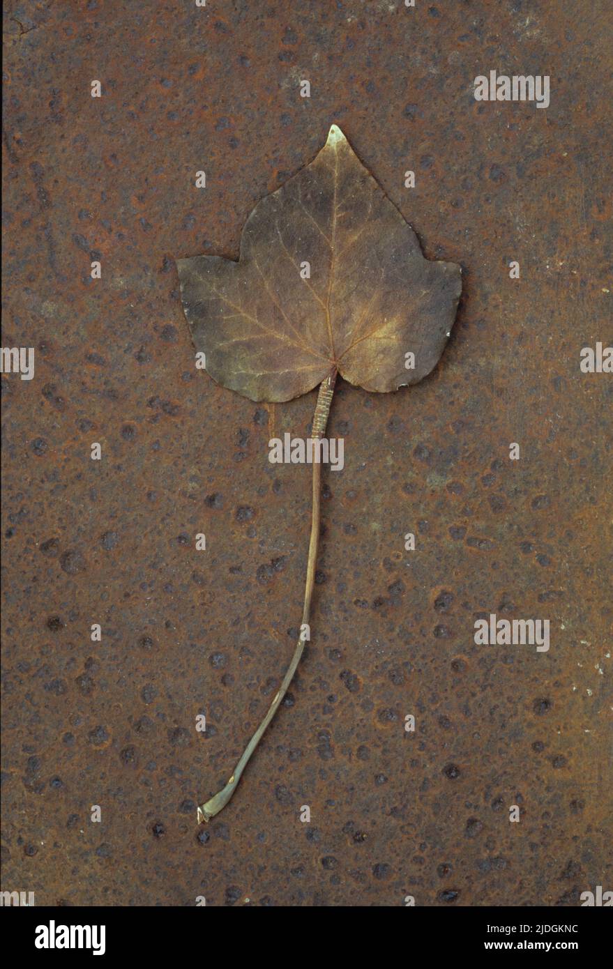 Primer plano de la hoja marrón de otoño o invierno de la hélice de Ivy o Hedera acostada en chapa de metal oxidado Foto de stock