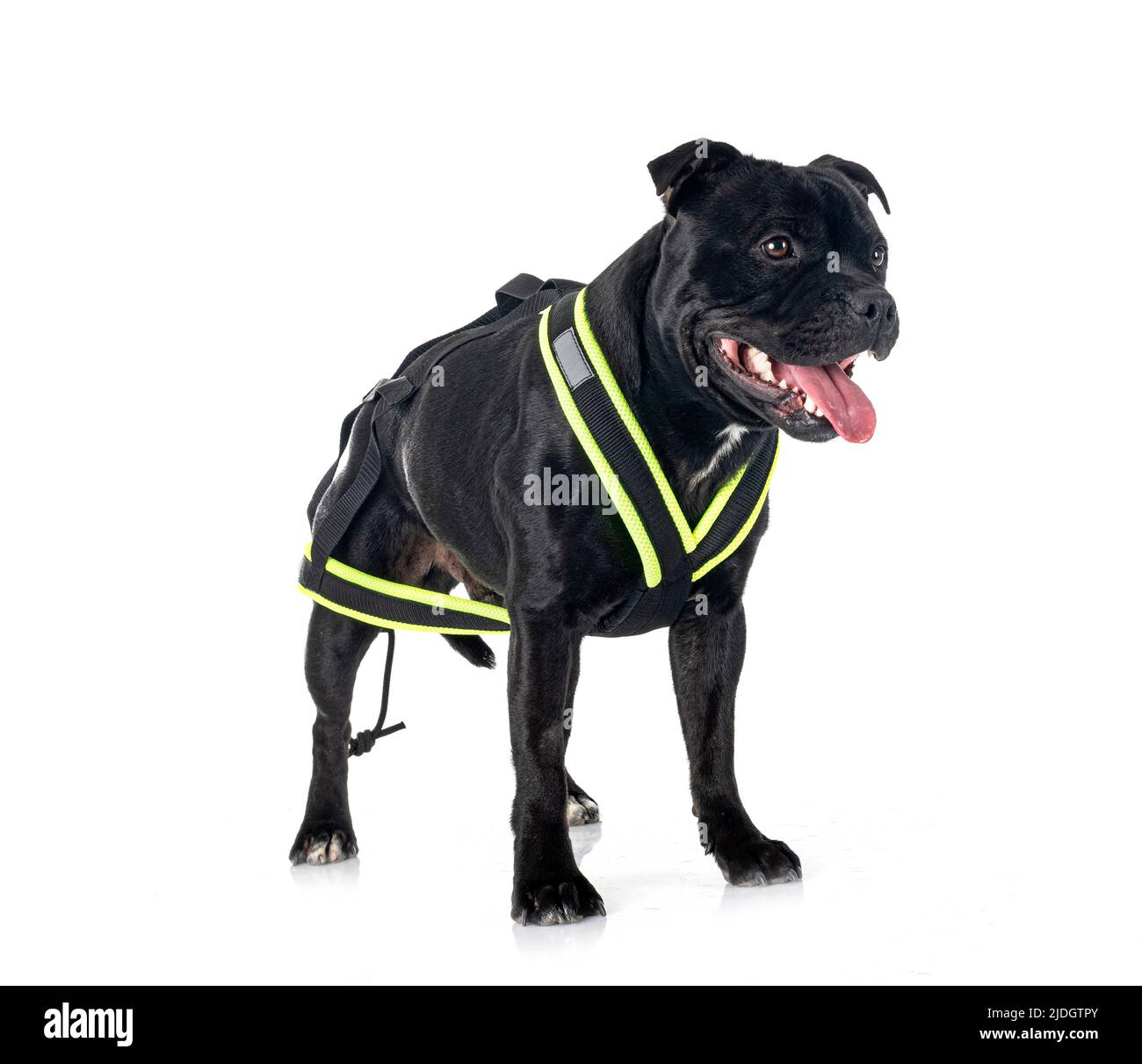 Arnés de staffordshire terrier fotografías e imágenes de alta resolución -  Alamy