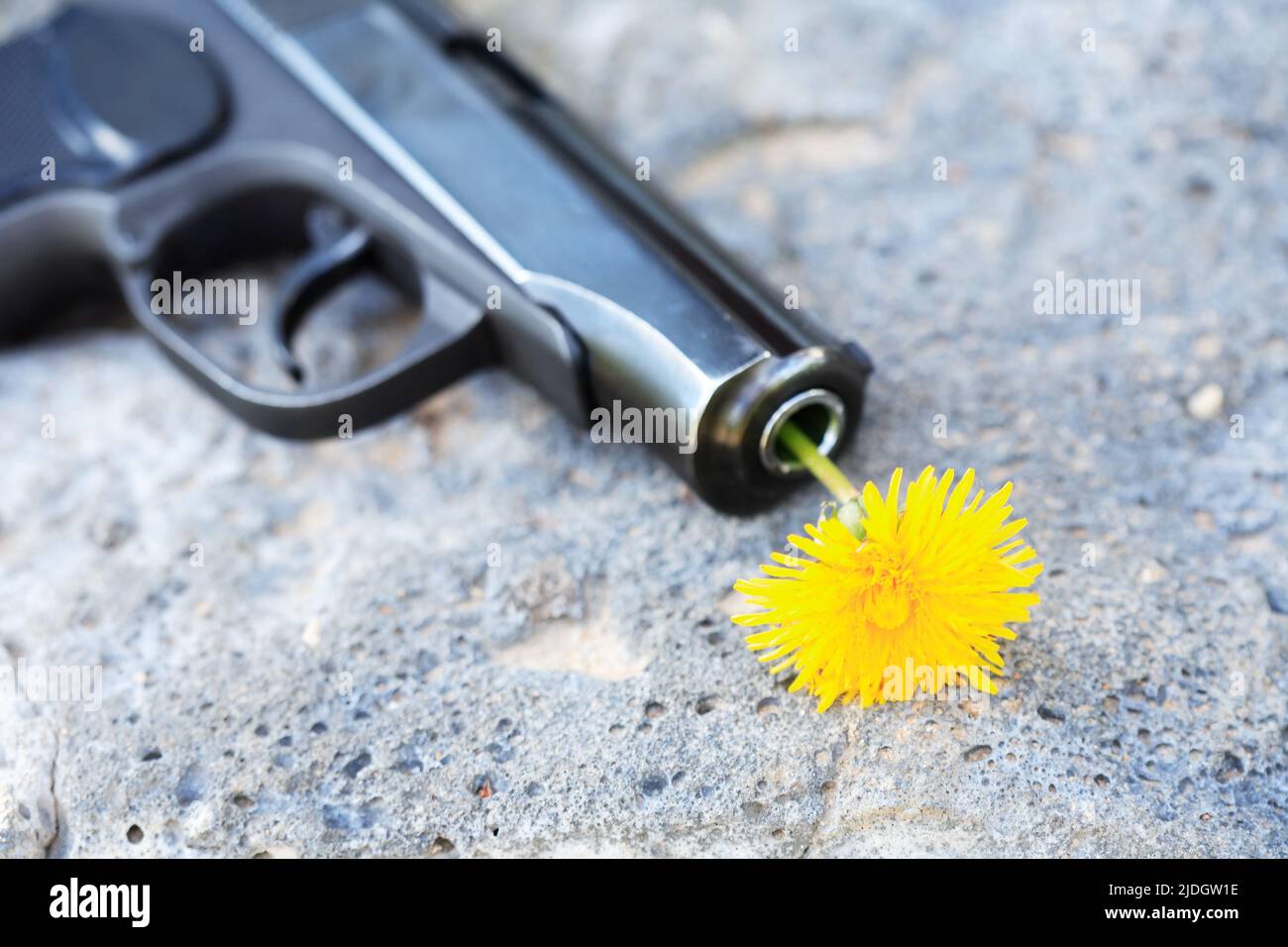 Símbolo del desarme. Agradable diente de león amarillo en el cañón de una pistola Foto de stock