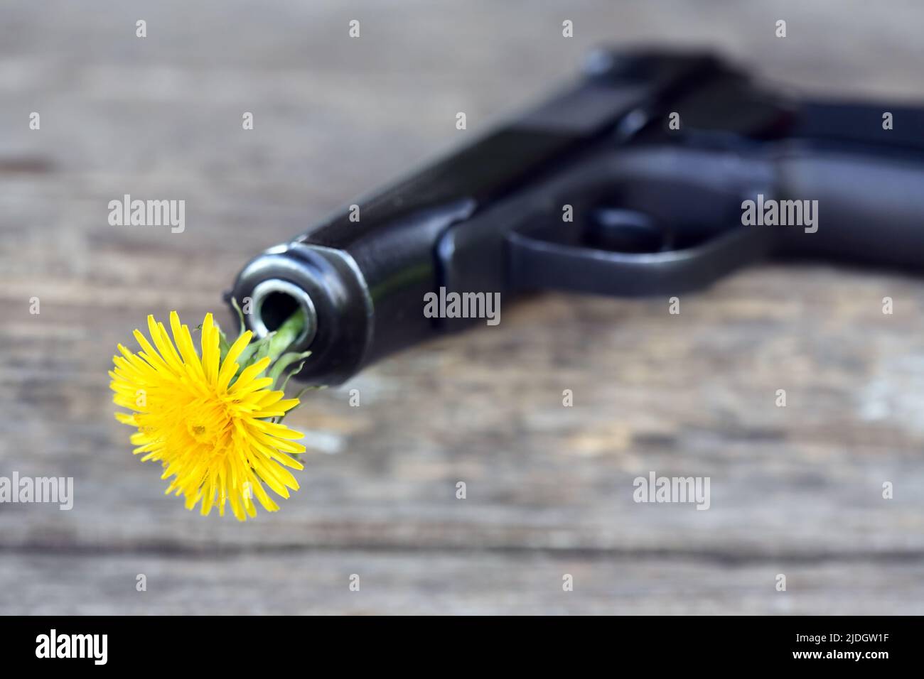 Símbolo del desarme. Agradable diente de león amarillo en el cañón de una pistola Foto de stock