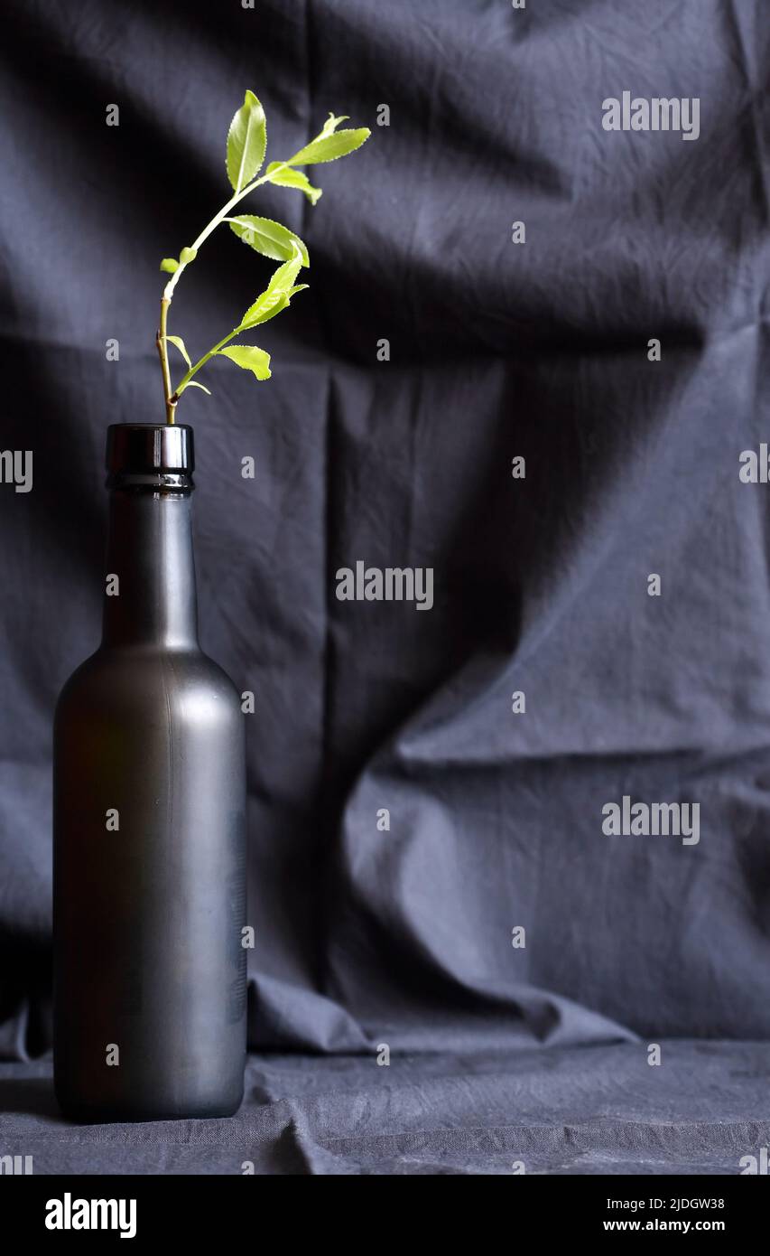Una botella negra de cristal con ramita verde sobre un bonito fondo textil oscuro Foto de stock