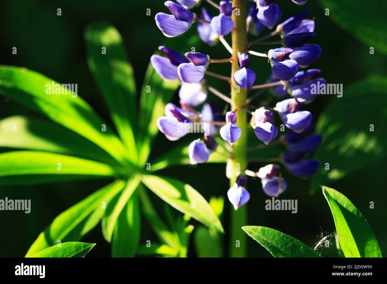 Primer plano de una flor de chocho azul muy fresca sobre el fondo verde de la hierba Foto de stock