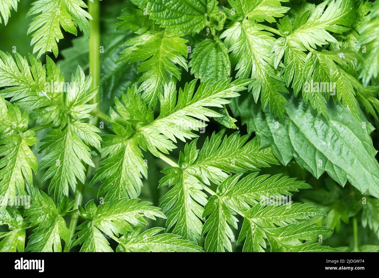 Primer plano de fondo de hojas verdes frescas de verano Foto de stock