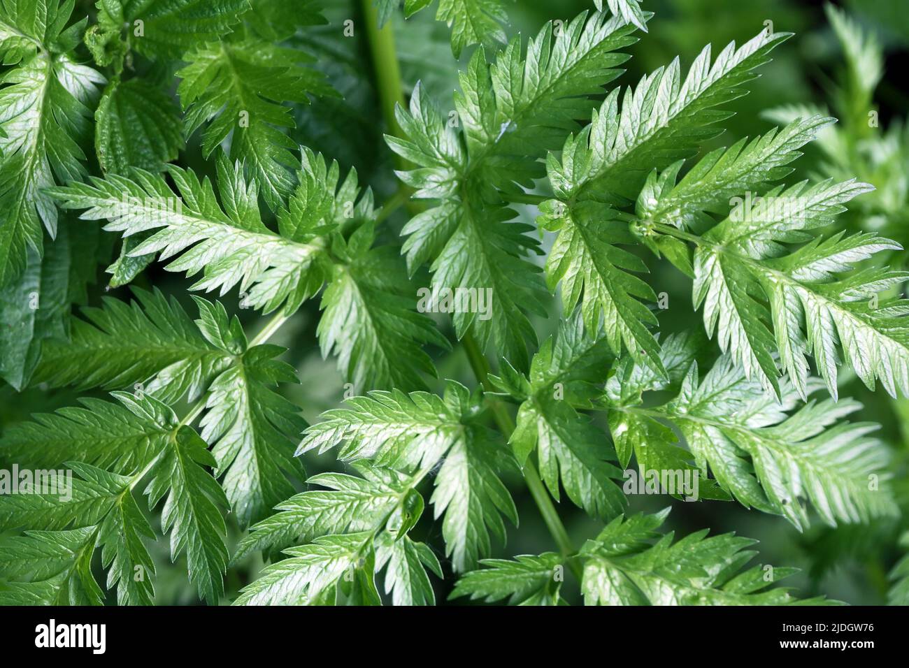 Primer plano de fondo de hojas verdes frescas de verano Foto de stock