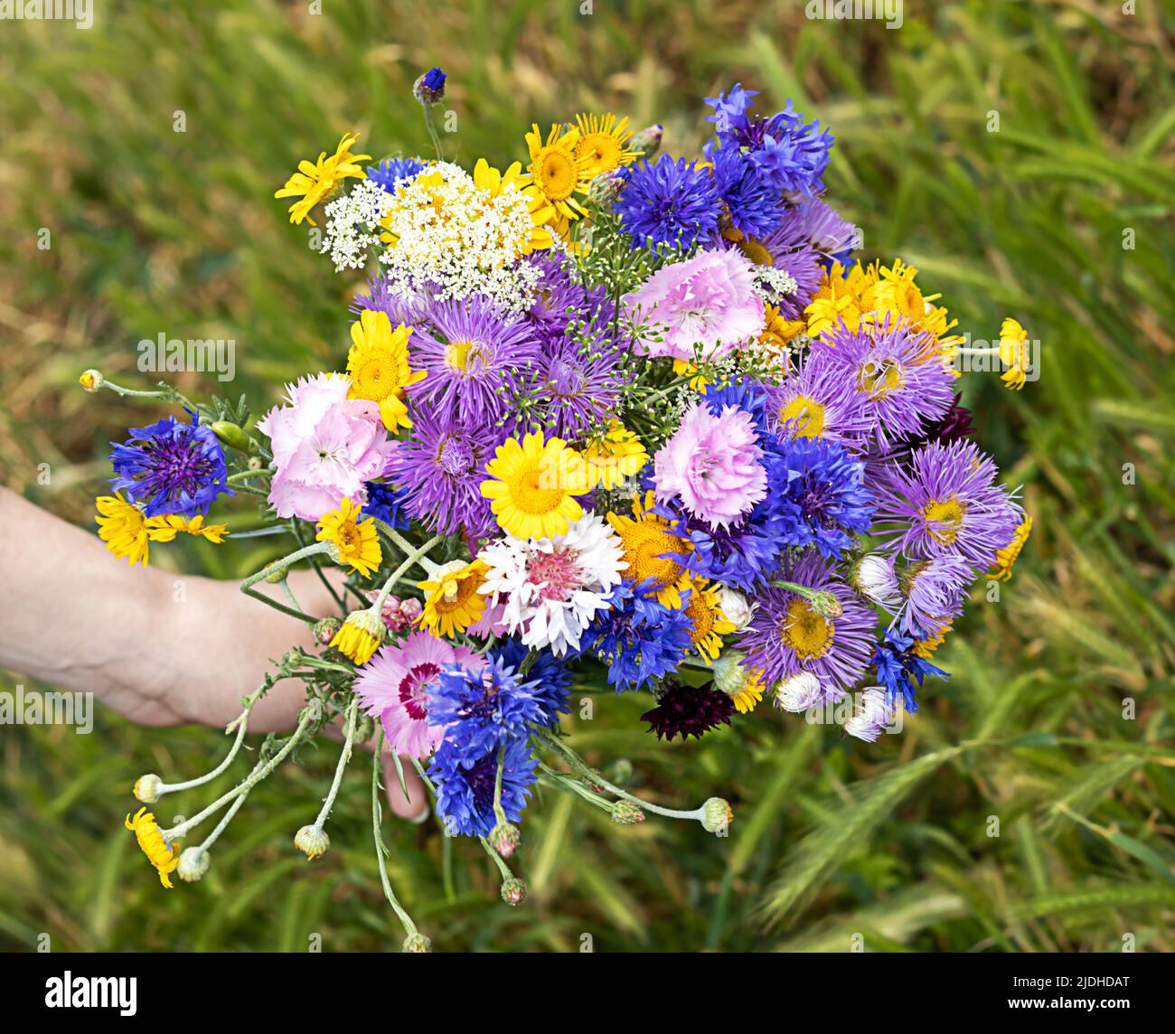 Ramo de flores silvestres mixtas en la mano de una mujer joven. Hermoso fondo floral. Vista superior de un ramo de flores silvestres. Espacio de copia. Foto de stock