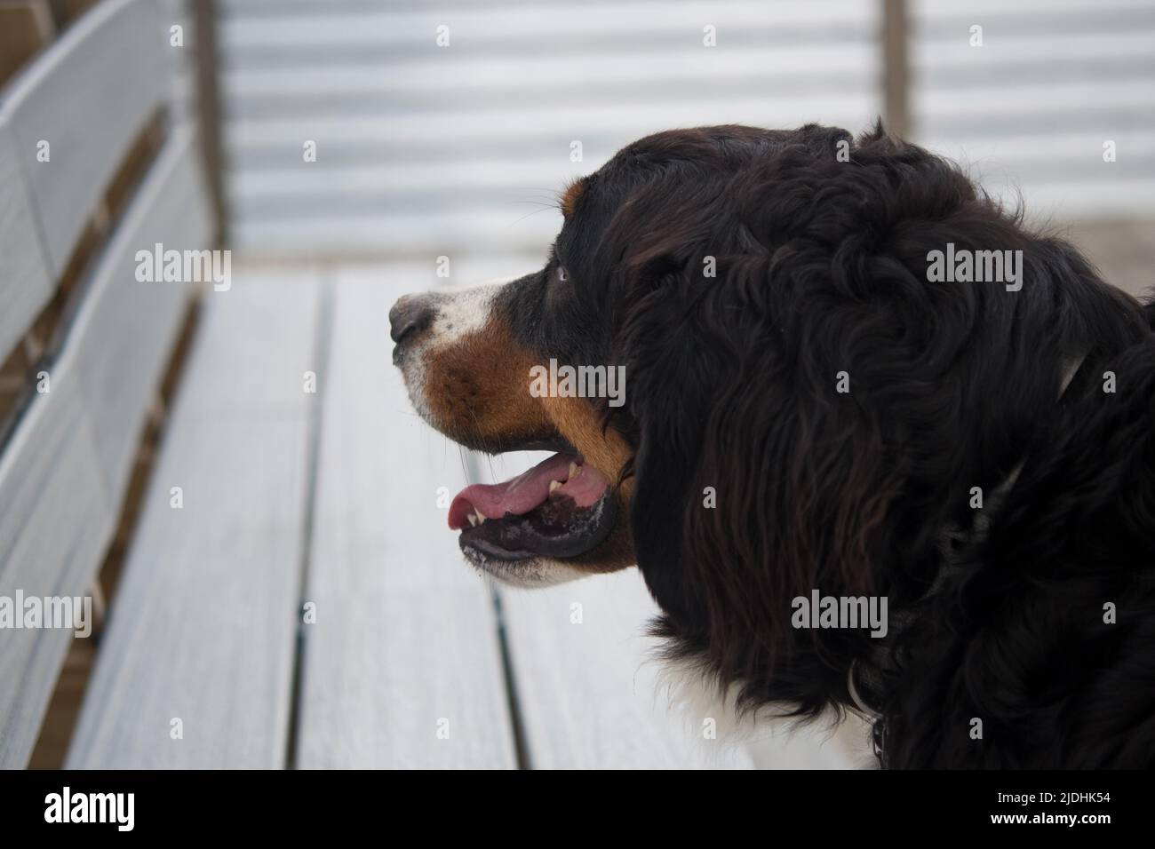 Primer plano de Bernese Mountain Dog que destaca sobre un perro en el lago Foto de stock
