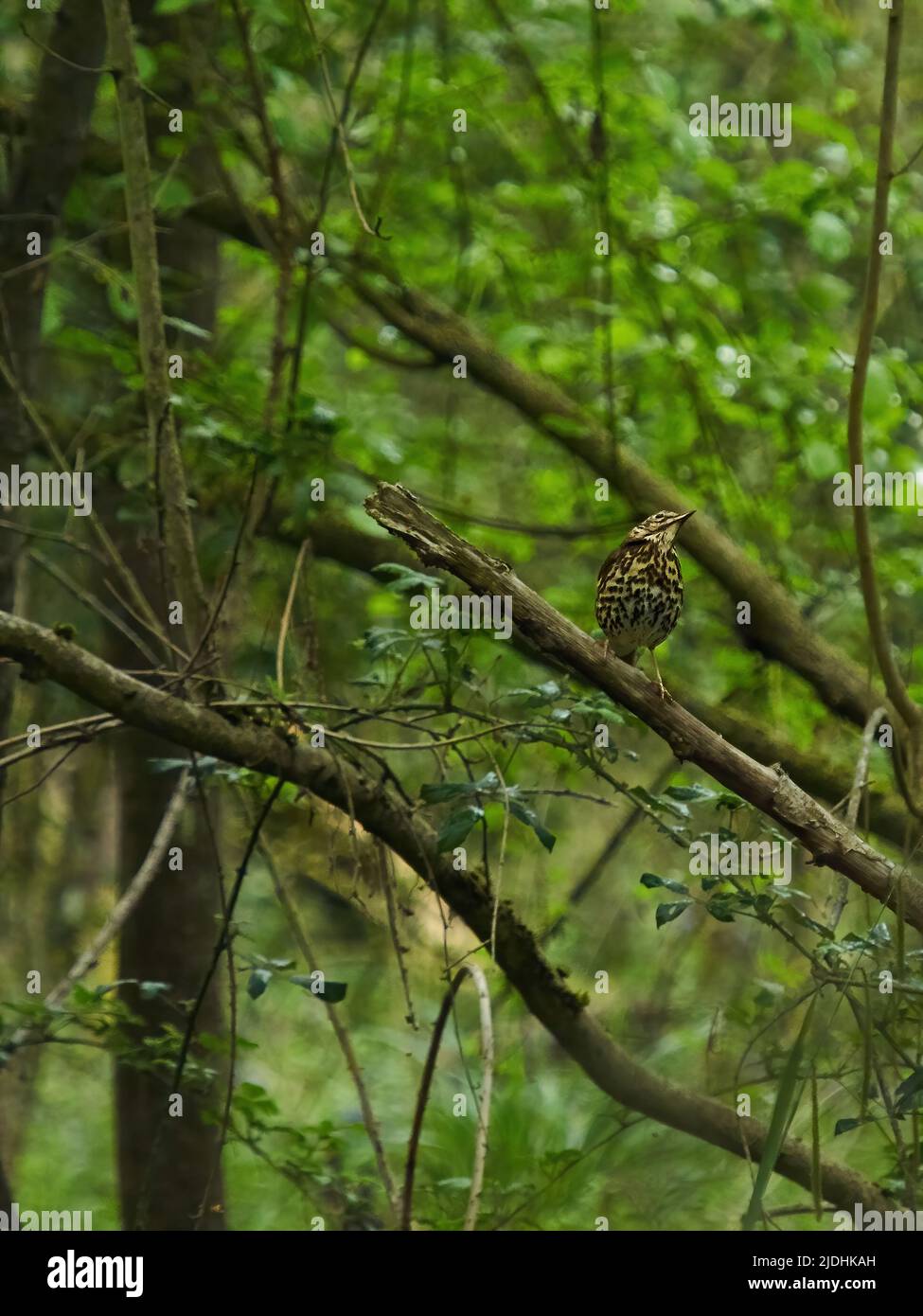 Un Mistle Thrush parece posar para la cámara en su perca rama de árbol en el bosque cerca de Cranfield, Reino Unido. Foto de stock