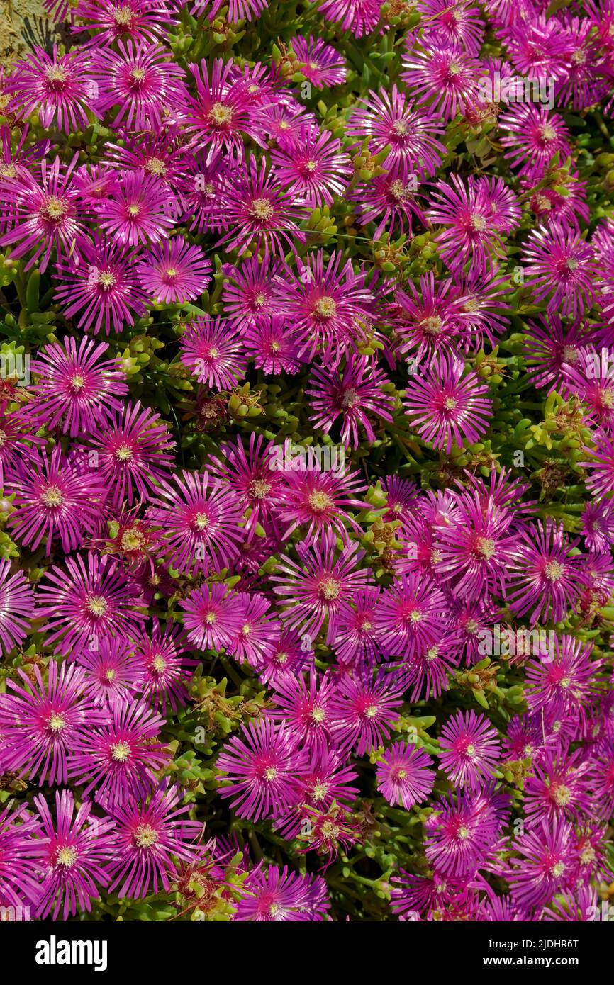 Flores de la planta suculenta de Lampranthus. Foto de stock