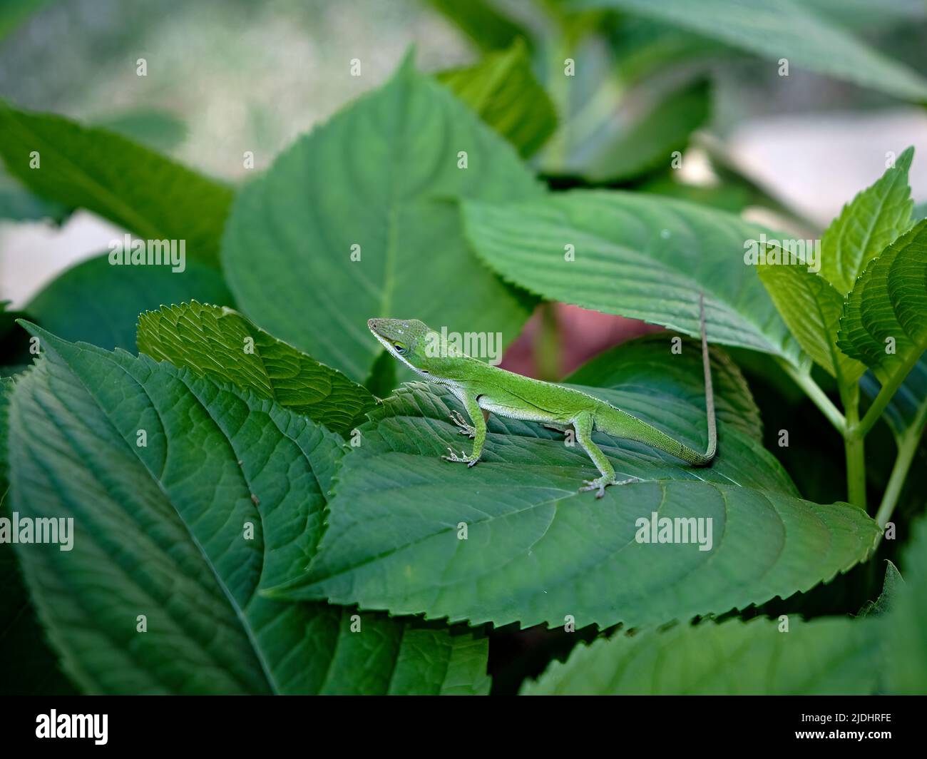 Anolis carolinensis o anolis verde también conocido como un lagarto de árbol verde que descansa sobre hojas verdes en un jardín en Alabama, Estados Unidos. Foto de stock