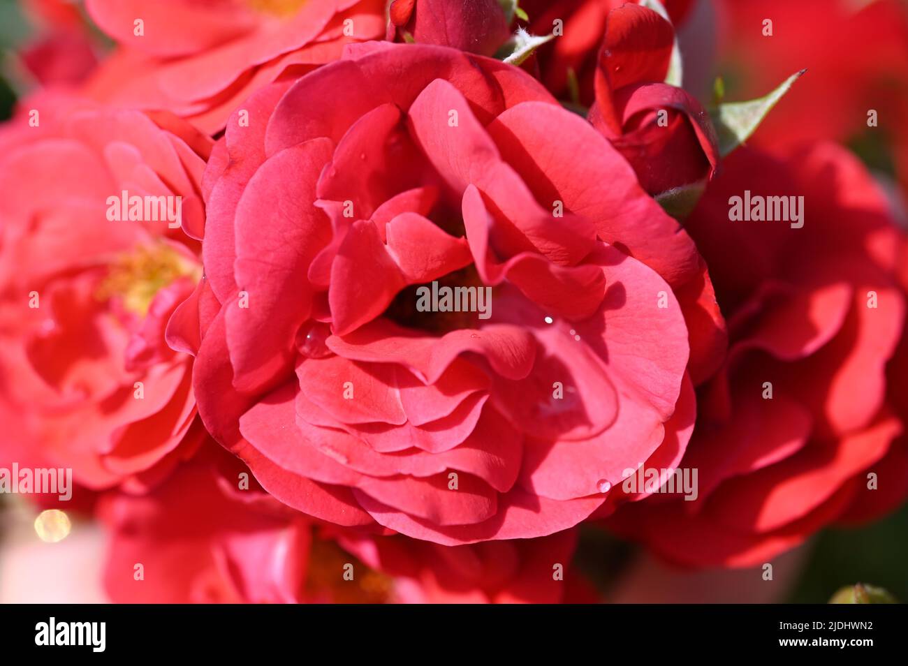 https://c8.alamy.com/compes/2jdhwn2/baden-baden-alemania-21st-de-junio-de-2022-en-el-jardin-de-la-novedad-rosa-en-el-beutig-la-rosa-floribunda-roja-brillante-trudy-esta-en-exhibicion-la-rosa-del-criador-aficionado-irlandes-david-kenny-recibe-el-titulo-de-rosa-dorada-de-baden-baden-en-el-concurso-internacional-de-novedad-de-rosas-de-70th-credito-uli-deck-dpa-alamy-live-news-2jdhwn2.jpg