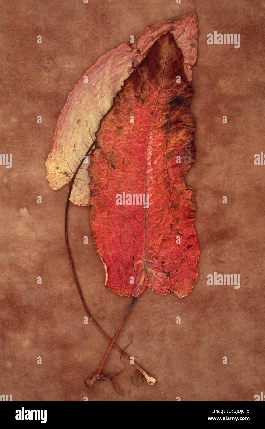 Una hoja roja y una hoja amarilla rosada de dique de hojas anchas o Rumex obtusifolius acostado en papel marrón antiguo Foto de stock