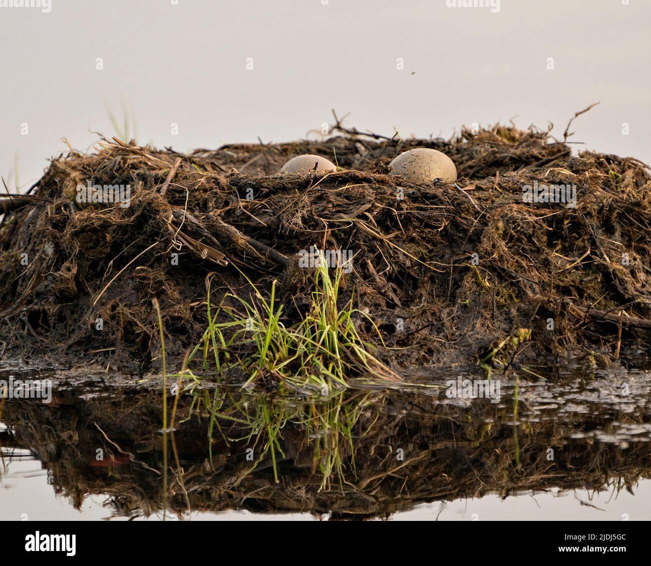 Huevos de loon y construcción de nidos con pastos pantanosos y barro en el lado del lago en su entorno y hábitat en un momento mágico. Loon común Foto de stock