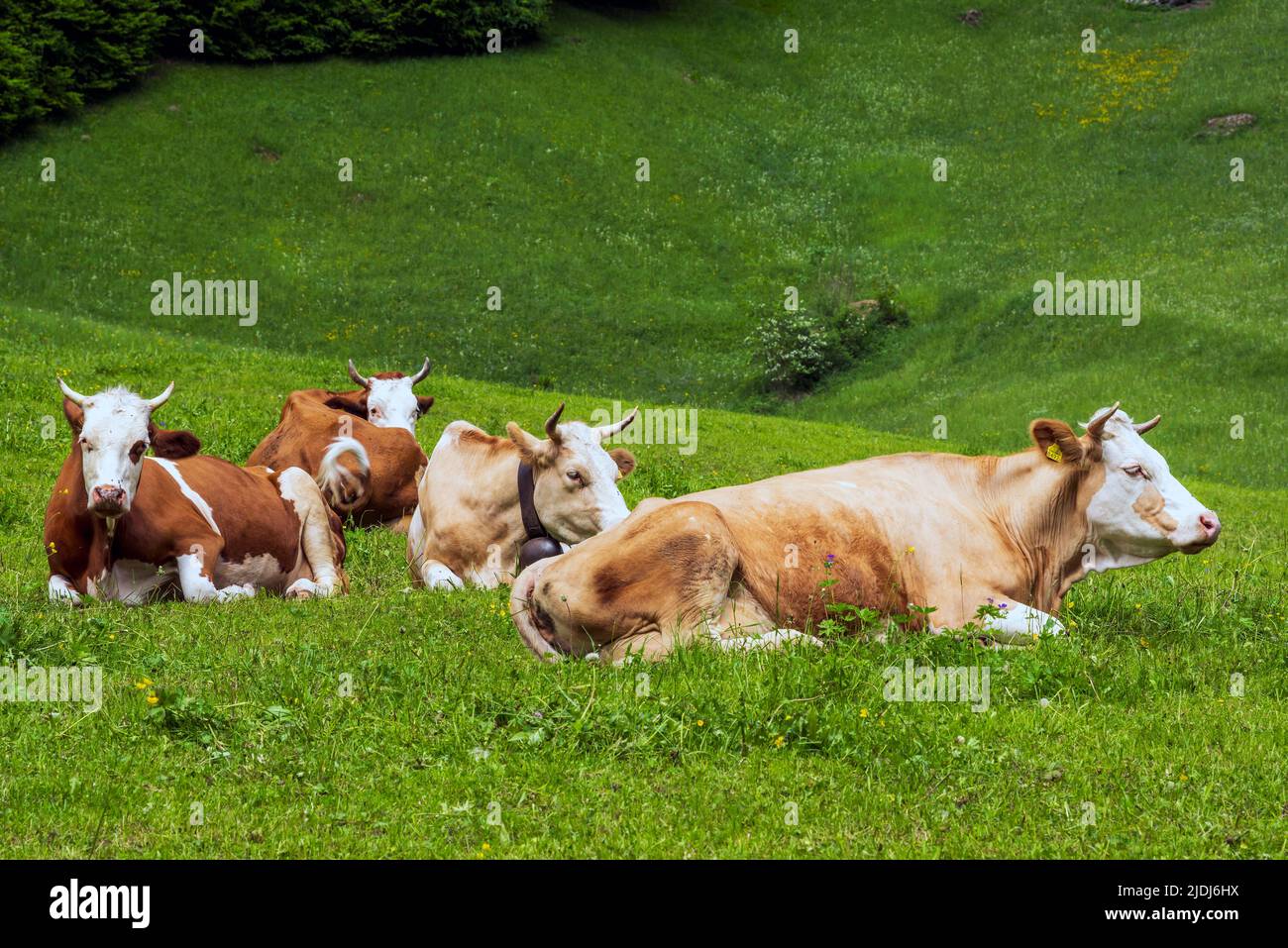 Vacas tumbadas en un prado, Lauterbrunnen, Cantón de Berna, Suiza Foto de stock