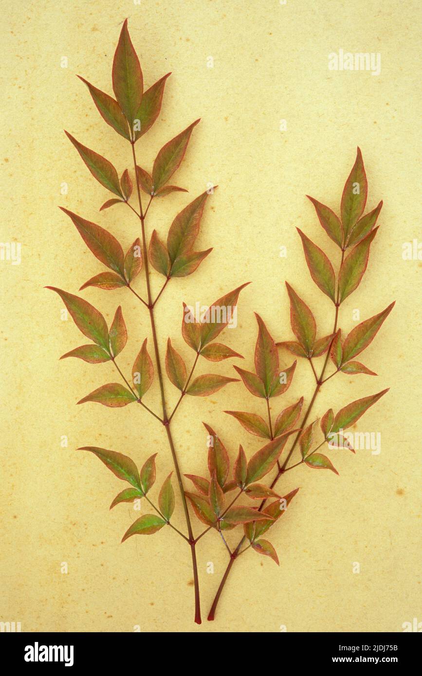 Dos pulverizaciones de hojas rojas teñidas de verde de arbusto perenne Bambús celestial o Nandina domestica acostadas en papel antiguo Foto de stock