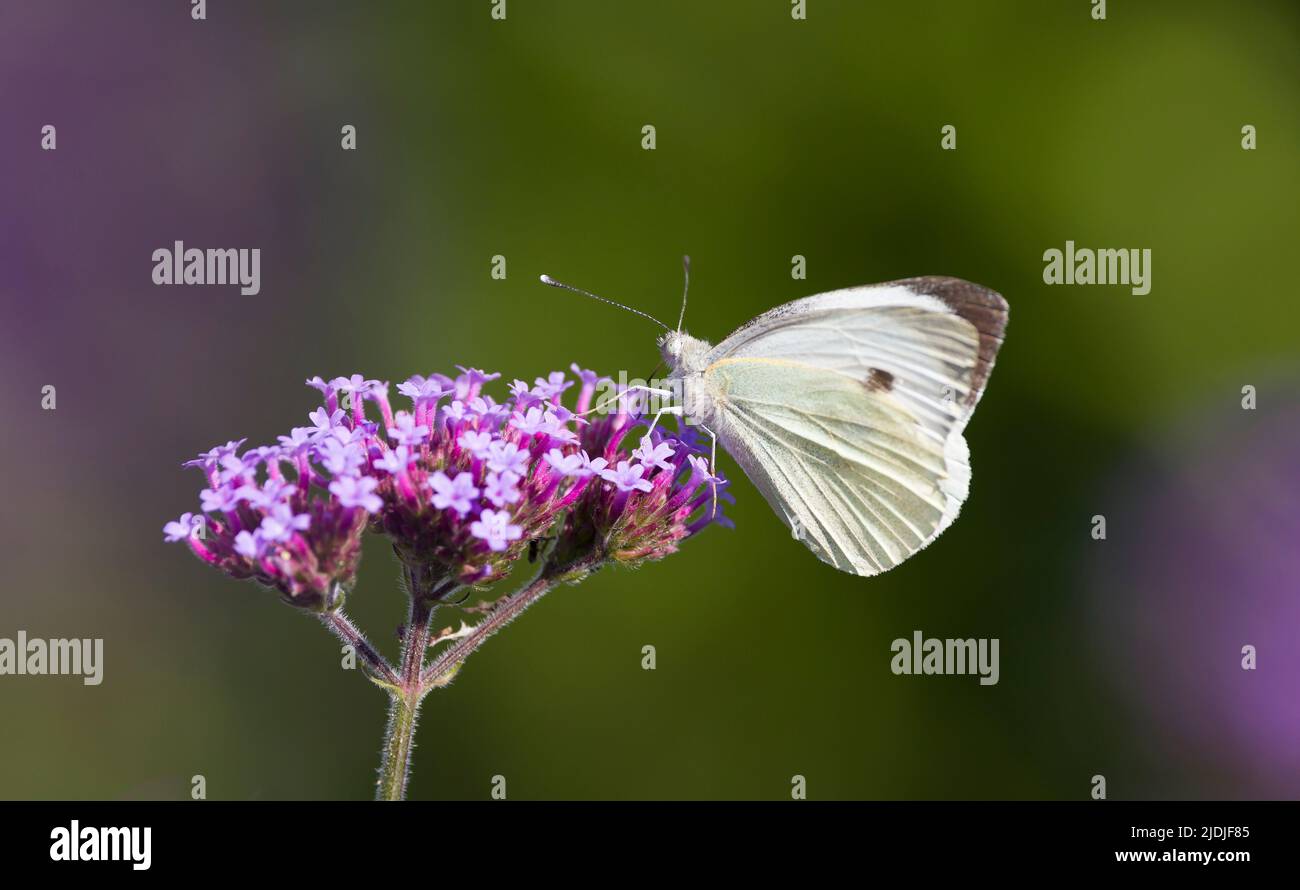 Gran mariposa blanca (pieris brassicae) polinizando flores verbena bonariensis en un jardín de verano del Reino Unido Foto de stock