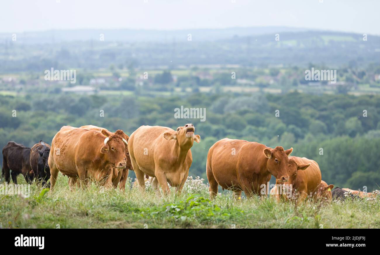 Rebaño de ganado vacuno Hereford. Ganado en un campo en una granja. Aylesbury Vale, Buckinghamshire, Reino Unido Foto de stock