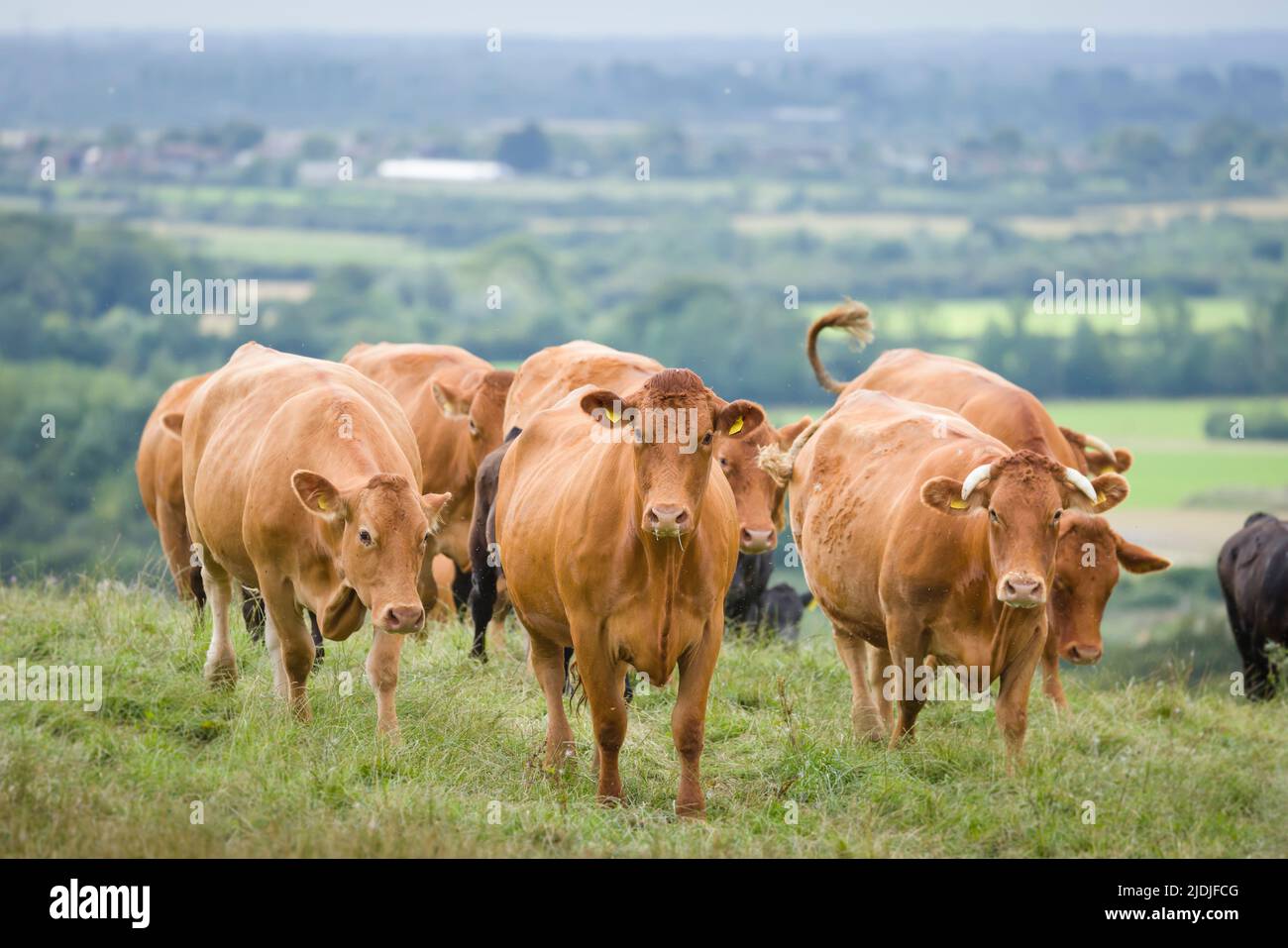 Rebaño de ganado vacuno Hereford con terneros. Ganado en un campo en una granja. Aylesbury Vale, Buckinghamshire, Reino Unido Foto de stock