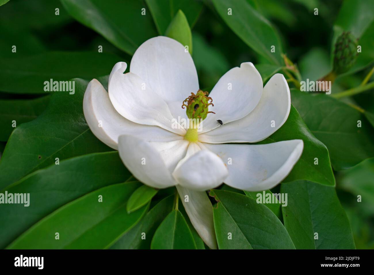 Primer plano de la flor blanca recién florida sweetbay magnolia sobre un fondo de hojas verdes -06 Foto de stock