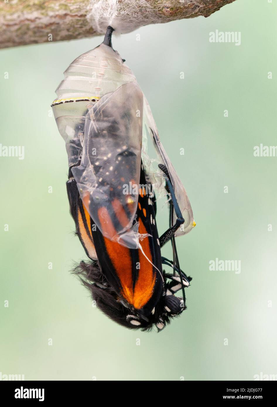 Mariposa monarca (danaus plexippus) emergiendo de su crisálida Foto de stock