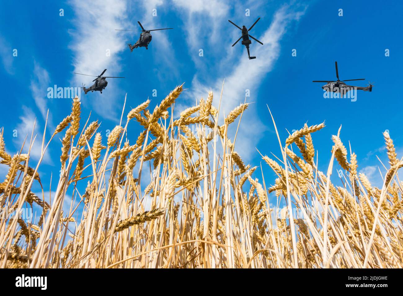 Helicópteros militares que vuelan sobre el campo de trigo. Imagen conceptual: Ucrania Rusia Conflicto, guerra, trigo, escasez mundial de alimentos, sanciones rusas... Foto de stock