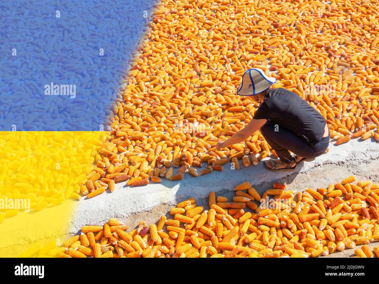 Mujer secando maíz con bandera de Ucrania se superponen. Ucrania Rusia guerra, conflicto, aumento de los precios de los alimentos, escasez de alimentos para el trabajo, sanciones... concepto Foto de stock