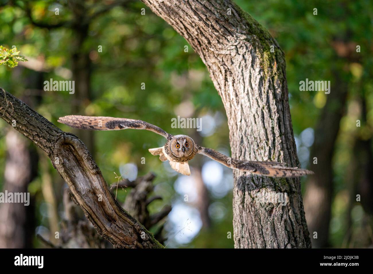 Lechuza dorada volando a través de los árboles. ASIO altus. Foto de acción de un animal en movimiento. Foto de stock