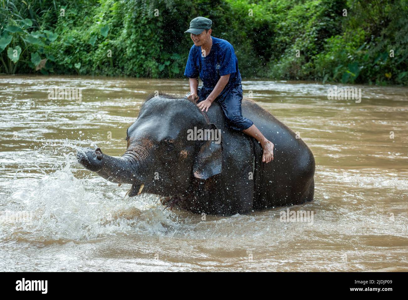 Mahout y el elefante asiático (Elephas maximus) en Río, elefantes tailandeses casa granja de elefantes, Keudchang Maetang, Chiang Mai, Tailandia Foto de stock