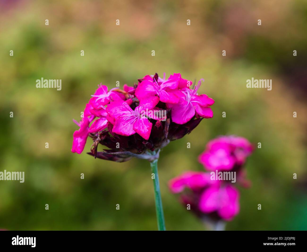 Flores rosadas de la rosa alemana, Dianthus cartusianorum, un verano floreciente perenne perenne Foto de stock