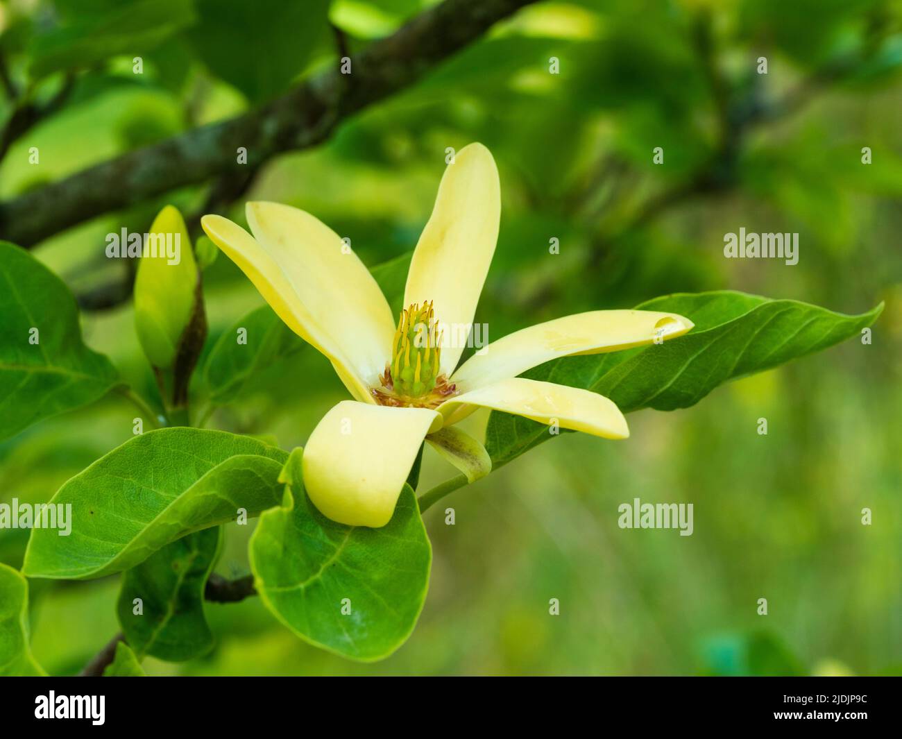 Flores amarillas comparativamente pequeñas de principios de verano floreciendo arbusto grande deciduo o árbol pequeño, Magnolia 'Daphne' Foto de stock